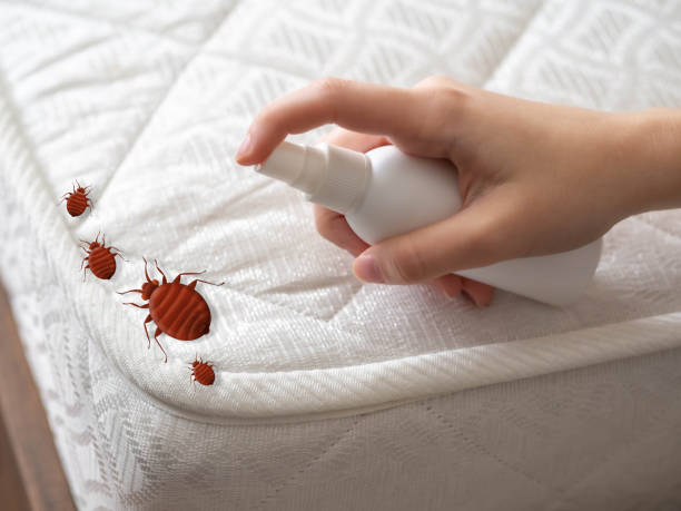Best Mosquito Control Services  in Amsterdam, NY