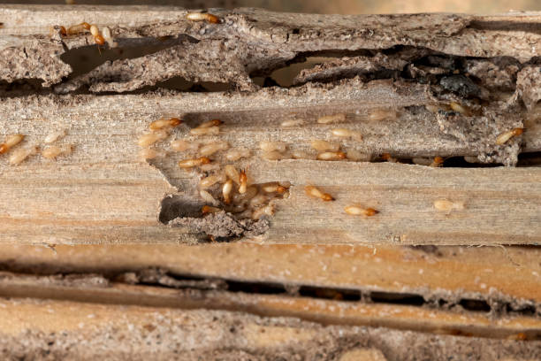Best Flea Control Services  in Amsterdam, NY